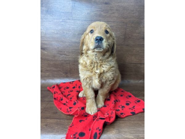 Golden Retriever-DOG-Female-Golden-2716-Petland Florence, Kentucky