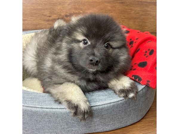 Keeshond-DOG-Female-Black / Silver-2727-Petland Florence, Kentucky