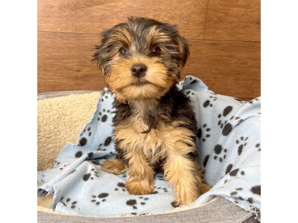 Yorkshire Terrier-DOG-Male-Black and Tan-2726-Petland Florence, Kentucky