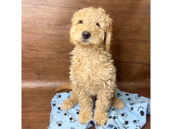 Mini Goldendoodle-DOG--Golden-2725-Petland Florence, Kentucky