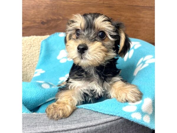 YorkieChon DOG Male Black / Tan 2724 Petland Florence, Kentucky