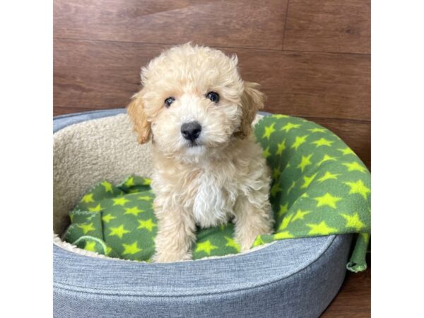 Maltipoo DOG Male Apricot 2723 Petland Florence, Kentucky