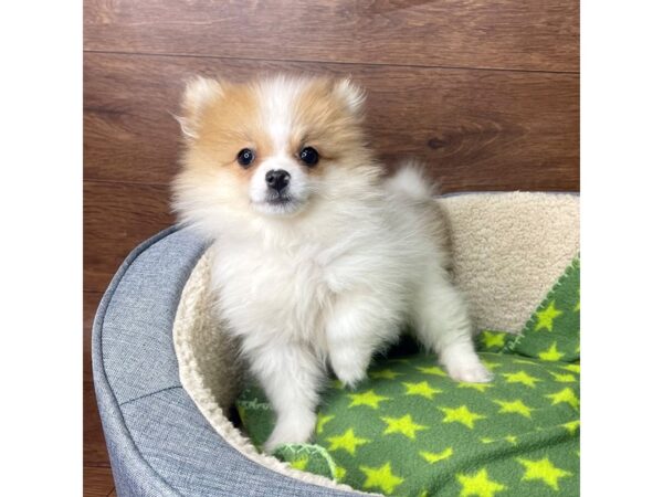 Pomeranian DOG Female Orange and White 2722 Petland Florence, Kentucky