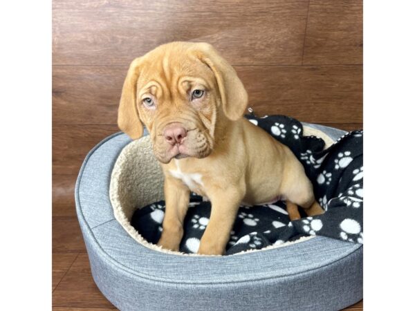 Dogue De Bordeaux-DOG-Female-Red-2721-Petland Florence, Kentucky