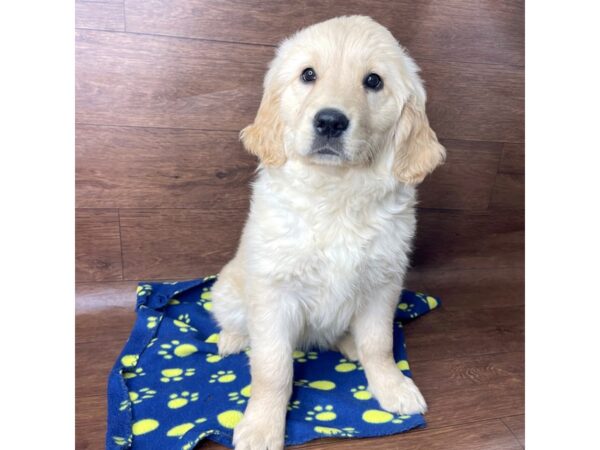 Golden Retriever-DOG-Female-Cream-2720-Petland Florence, Kentucky