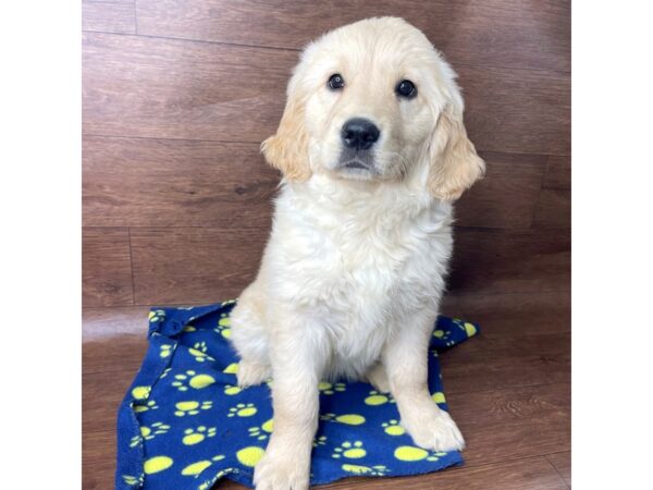 Golden Retriever DOG Female Cream 2720 Petland Florence, Kentucky