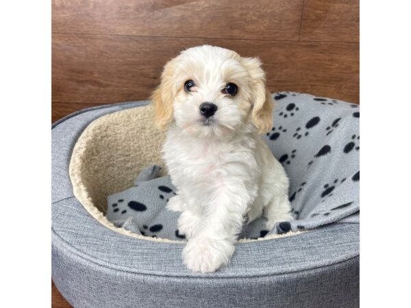 Cavachon DOG Female Red / White 2712 Petland Florence, Kentucky