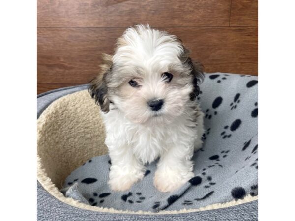 Teddy Bear-DOG-Male-Gold / White-2713-Petland Florence, Kentucky