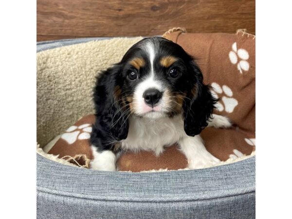 Cavalier King Charles Spaniel DOG Male Black Tan / White 2715 Petland Florence, Kentucky