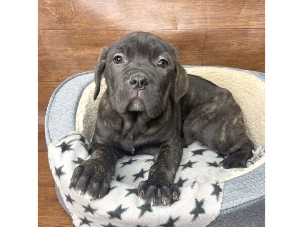 Cane Corso-DOG-Female-Brindle-2739-Petland Florence, Kentucky