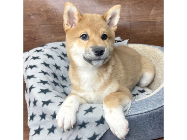 Shiba Inu DOG Male Red / White 2738 Petland Florence, Kentucky