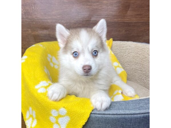 Pomsky 2nd Gen DOG Female Red / White 2736 Petland Florence, Kentucky