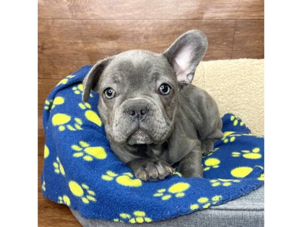 French Bulldog DOG Male Blue 2735 Petland Florence, Kentucky