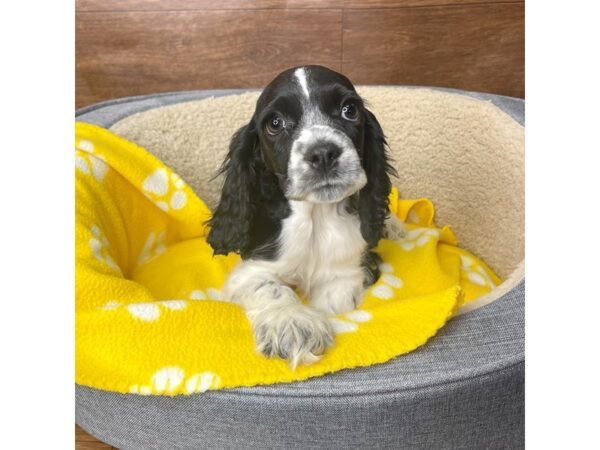 Cocker Spaniel DOG Male Black / White 2733 Petland Florence, Kentucky