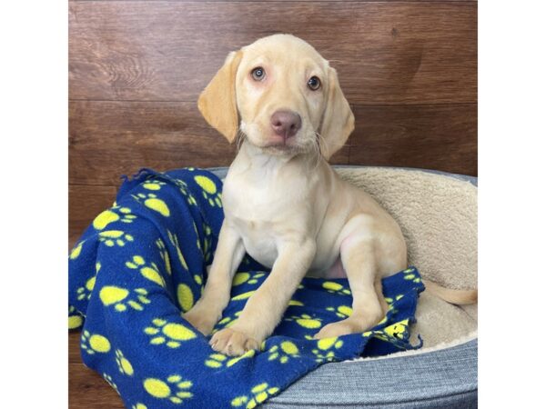 Labrador Retriever-DOG-Female-Yellow-2732-Petland Florence, Kentucky