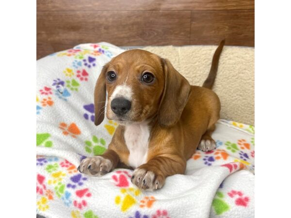 Dachshund DOG Female Red 2731 Petland Florence, Kentucky