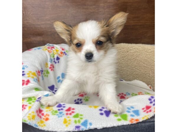 Papillon DOG Female Red / White 2730 Petland Florence, Kentucky