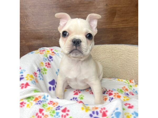 French Bulldog DOG Male Cream 2729 Petland Florence, Kentucky