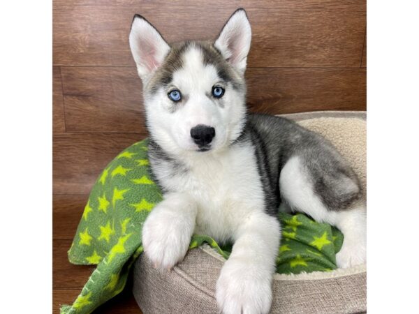 Siberian Husky DOG Female Gray / White 2740 Petland Florence, Kentucky