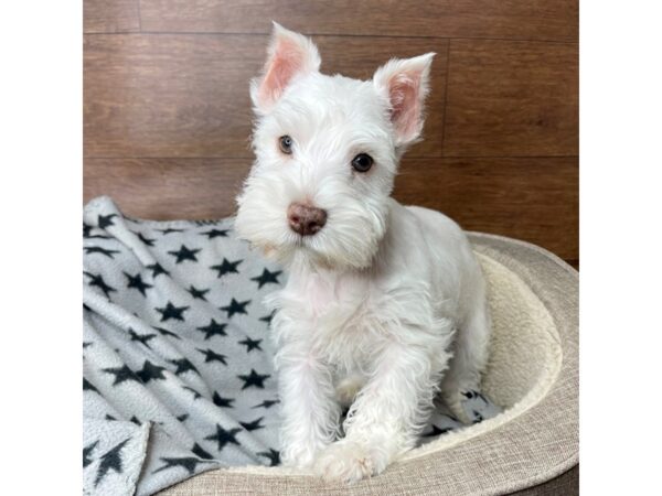 Miniature Schnauzer DOG Male White Liver 2751 Petland Florence, Kentucky