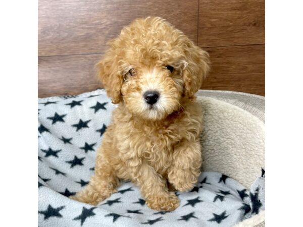 Poodle-DOG-Male-Apricot-2750-Petland Florence, Kentucky