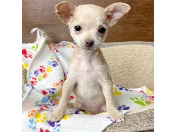 Chihuahua DOG Female Cream 2741 Petland Florence, Kentucky