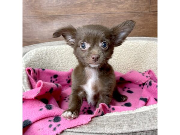 Chihuahua-DOG-Male-Chocolate-2749-Petland Florence, Kentucky