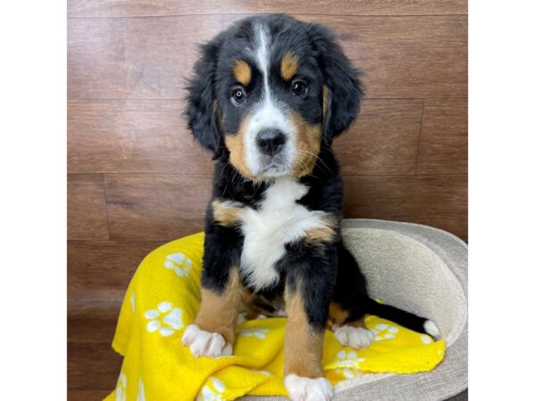 Bernese Mountain Dog-DOG-Male-Black Tan / White-2748-Petland Florence, Kentucky