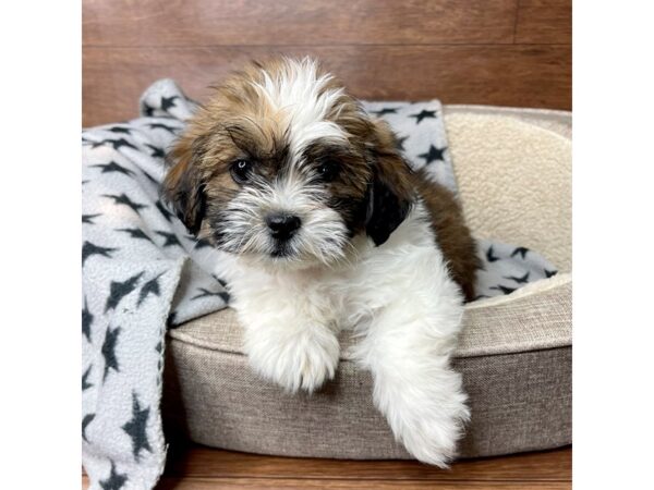 Havanese/Lhasa Apso DOG Male Brown / White 2747 Petland Florence, Kentucky