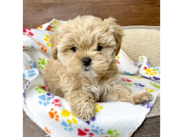 ShizaPoo DOG Female Gold 2742 Petland Florence, Kentucky