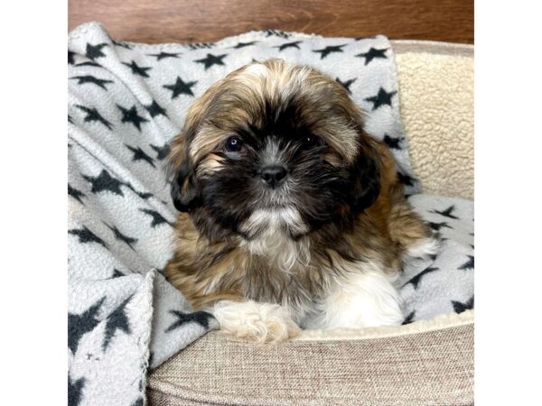 Shih Tzu-DOG-Female-Red-2743-Petland Florence, Kentucky