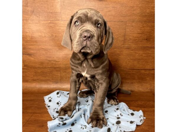 Neapolitan Mastiff DOG Male Blue 2746 Petland Florence, Kentucky