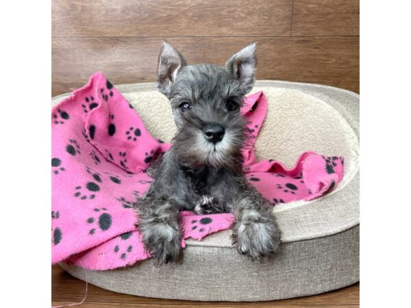 Miniature Schnauzer DOG Male Salt / Pepper 2745 Petland Florence, Kentucky