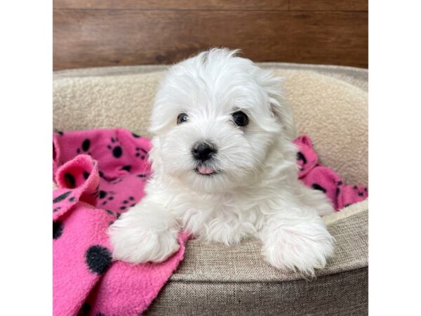 Maltese-DOG-Male-White-2744-Petland Florence, Kentucky