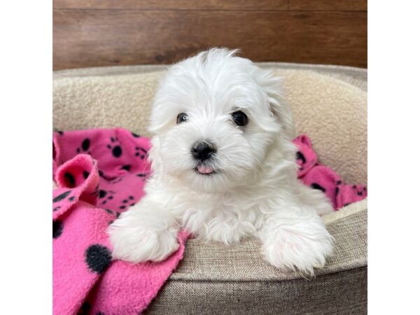 Maltese DOG Male White 2744 Petland Florence, Kentucky