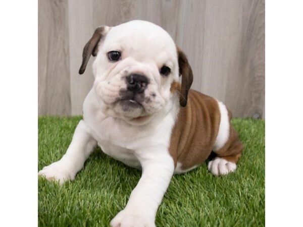 Bulldog DOG Female Red 2754 Petland Florence, Kentucky