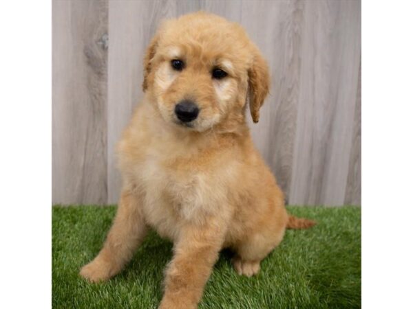 Goldendoodle-DOG-Female-Apricot-2765-Petland Florence, Kentucky