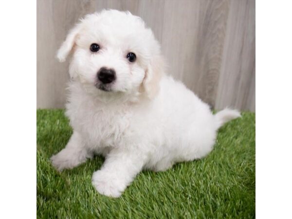 Bichon Frise DOG Male White 2766 Petland Florence, Kentucky