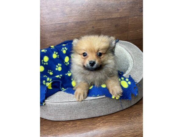 Pomeranian DOG Male Red 2761 Petland Florence, Kentucky