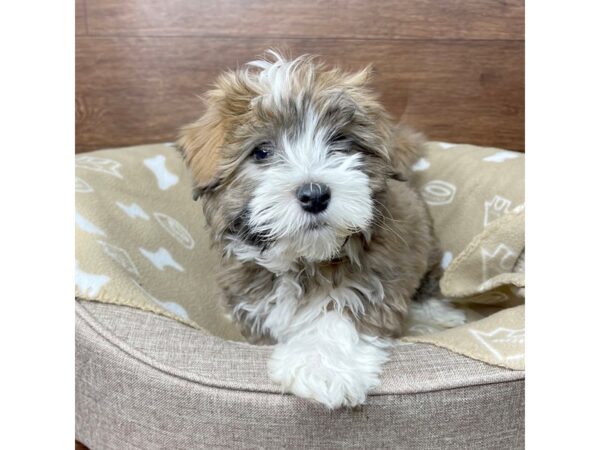 Havanese DOG Male Brown / White 2770 Petland Florence, Kentucky