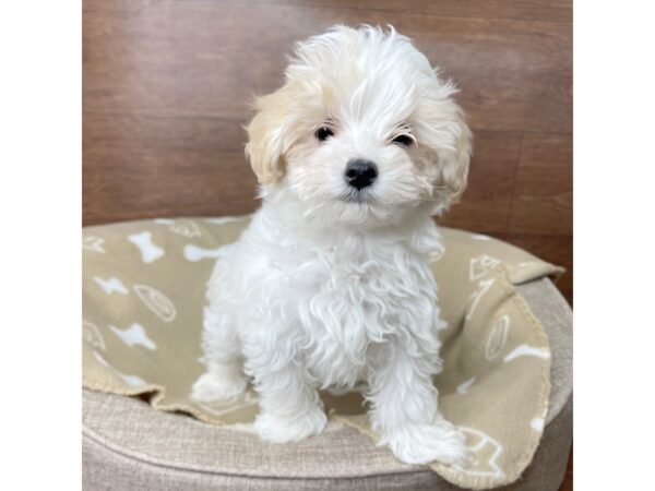 Maltipoo-DOG-Male-White / Gold-2768-Petland Florence, Kentucky