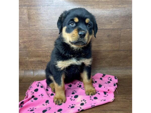 Rottweiler DOG Female Black / Rust 2767 Petland Florence, Kentucky