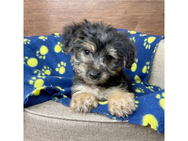 Morkie DOG Male Black / Tan 2763 Petland Florence, Kentucky