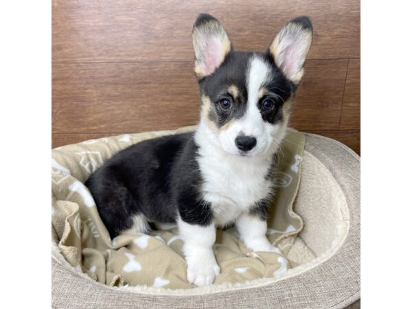 Pembroke Welsh Corgi DOG Female Black White / Tan 2760 Petland Florence, Kentucky