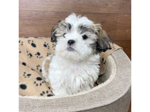 Teddy Bear DOG Female Gold / White 2758 Petland Florence, Kentucky