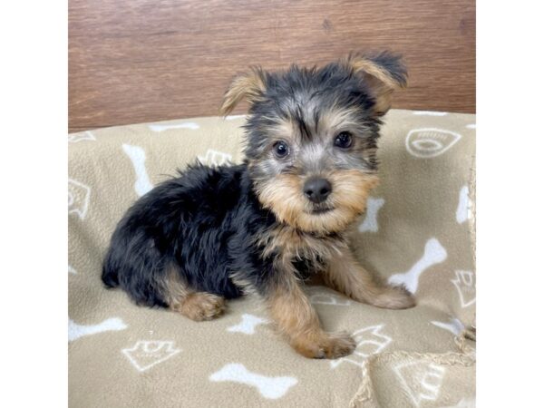 Yorkshire Terrier DOG Male Black / Tan 2753 Petland Florence, Kentucky