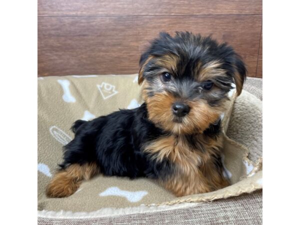 Yorkshire Terrier DOG Male Black / Tan 2752 Petland Florence, Kentucky