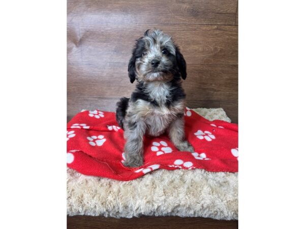 Aussiedoodle-DOG-Female-Blue Merle-2777-Petland Florence, Kentucky