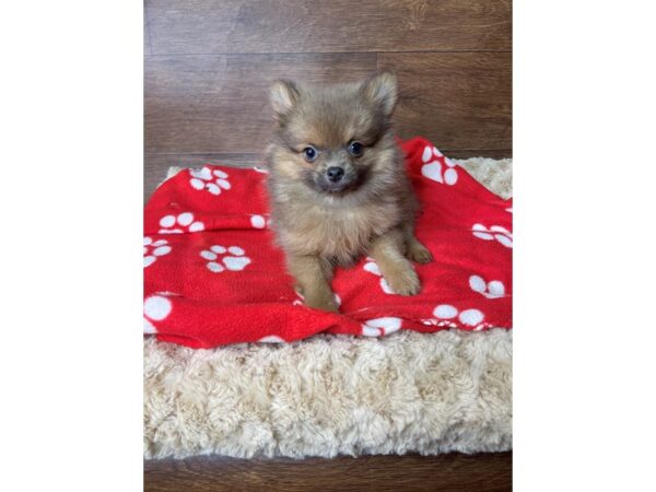 Pomeranian DOG Male Red Sable 2775 Petland Florence, Kentucky