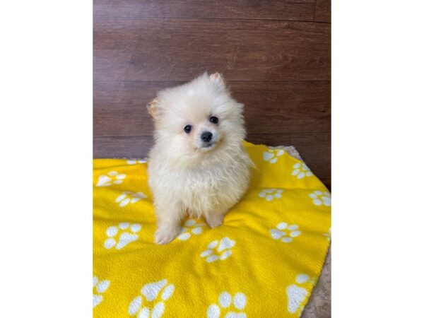 Pomeranian-DOG-Female-Orange-2782-Petland Florence, Kentucky